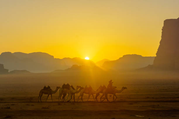 istock Camelcade at sunrise in Wadi Rum desert park 1357236578