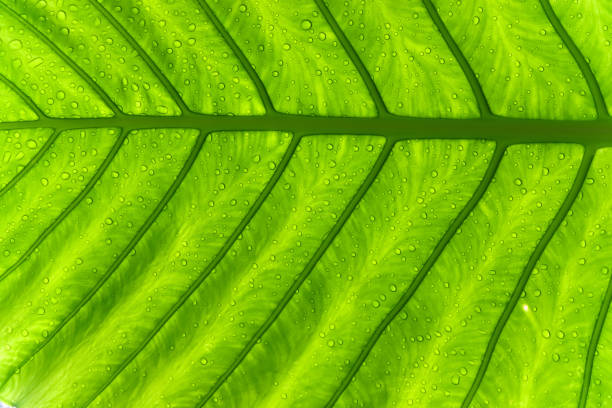 istock water drop on exotic tropical green Alocasia Elephant Ear leaf texture background 1357239292