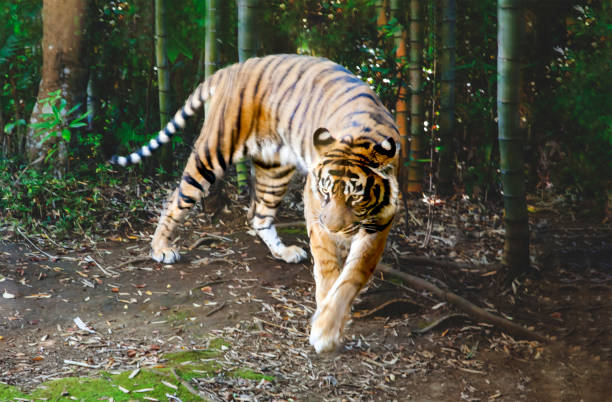 istock Whole body of a walking tiger 1357240698