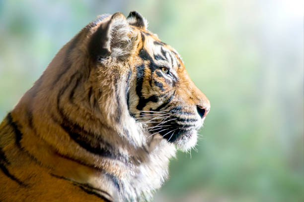 istock Close up of the tiger's profile 1357240702