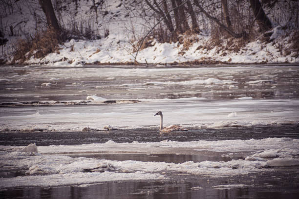 Canada geese in small pond after snow, Pennsylvania, USA