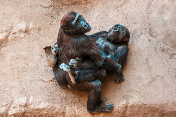 2 niños gorilas pequeños mientras juegan - gorilla endangered species large isolated fotografías e imágenes de stock