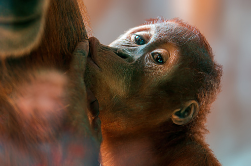 a young orangutan child sucks milk from his mother's breast