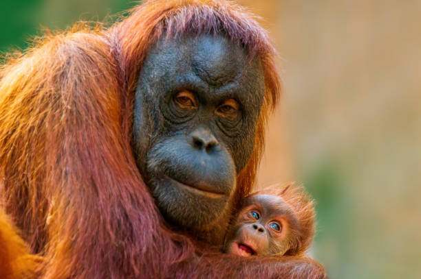 오랑우탄 어머니는 그녀의 아기를 돌보는 - young animal orangutan mother ape 뉴스 사진 이미지