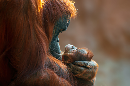a orangutan mother cares for her baby