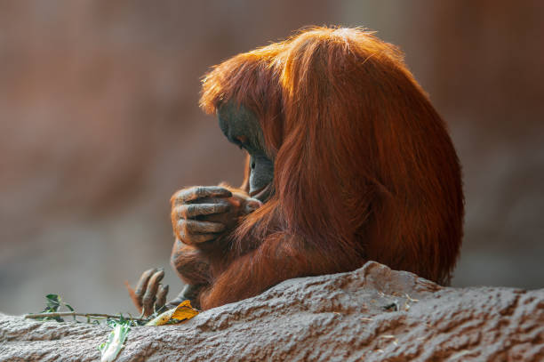 오랑우탄 어머니는 그녀의 아기를 돌보는 - young animal orangutan mother ape 뉴스 사진 이미지