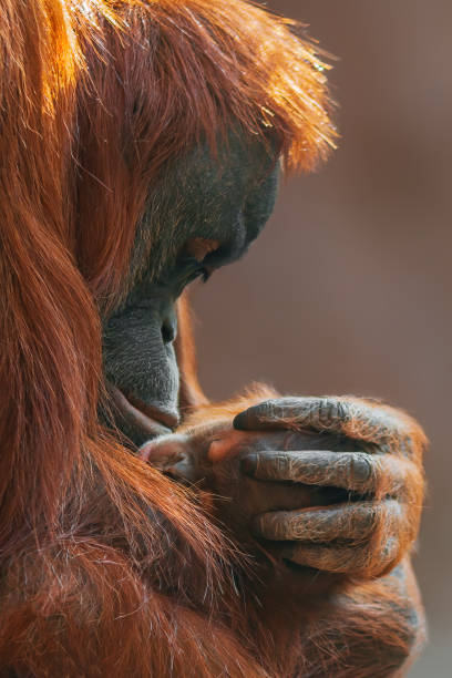 오랑우탄 어머니는 그녀의 아기를 돌보는 - young animal orangutan mother ape 뉴스 사진 이미지