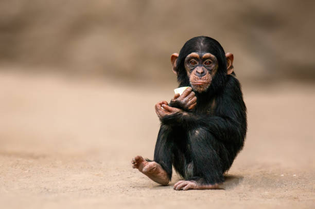 sitzendes westafrikanisches schimpansenbaby entspannt sich - schimpansen stock-fotos und bilder