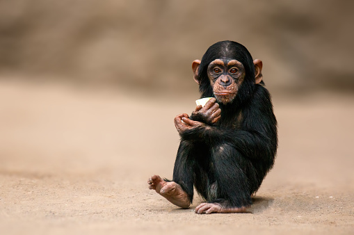 a sitting west african chimpanzee baby relaxes