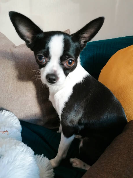 istock A black and white chihuahua sits. 1357245632