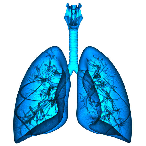 istock Human Respiratory System Lungs Anatomy 1357245642