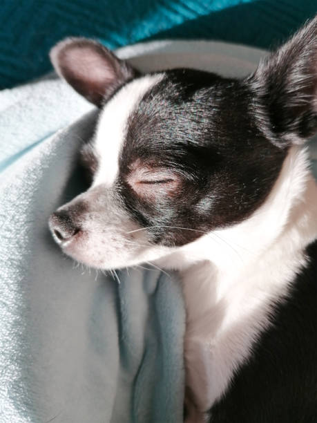 istock A black and white chihuahua sleeps. 1357245643