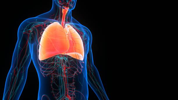 istock Human Respiratory System Lungs Anatomy 1357245645