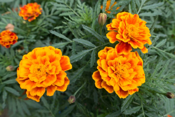 istock beautiful garden flowers 1357246265