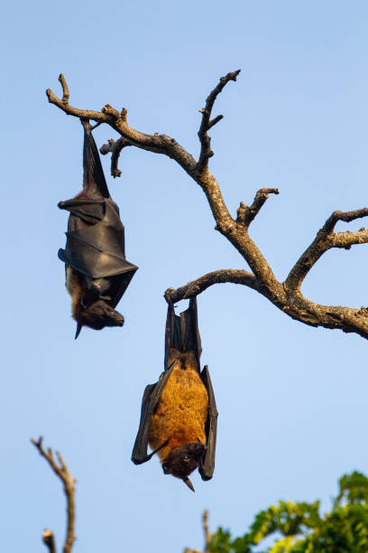 istock India flying Fox hanging from a dead branch in Yala, Sri Lankan 1357252260