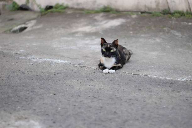 istock Cat lying on street 1357255726