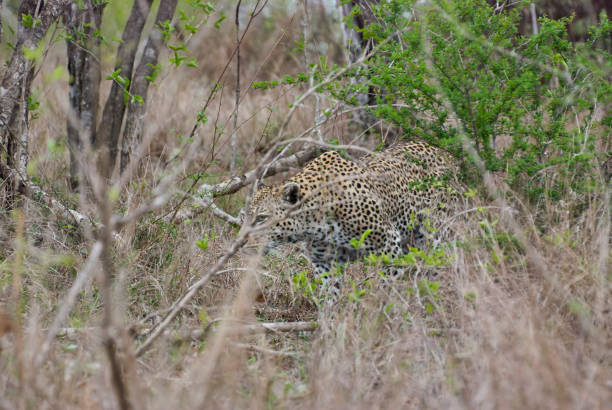 istock leopard, Panthera pardus, observing prey in the dense african bush 1357256663