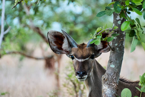 istock Young greater Kudu bull hiding behind a tree 1357256680