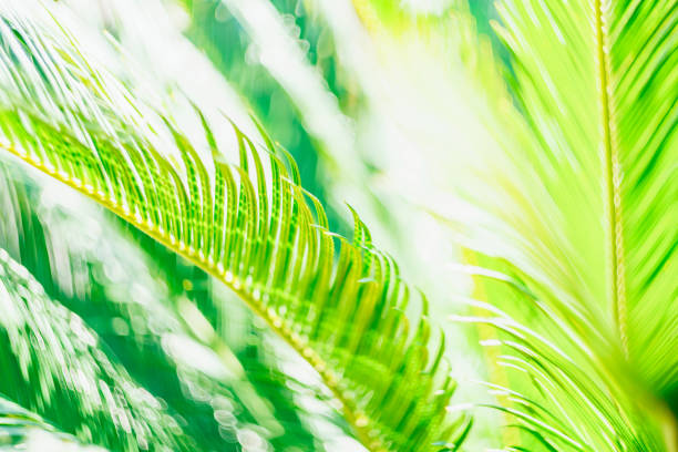 istock Green palm leaf in the rays of the bright sun 1357256822