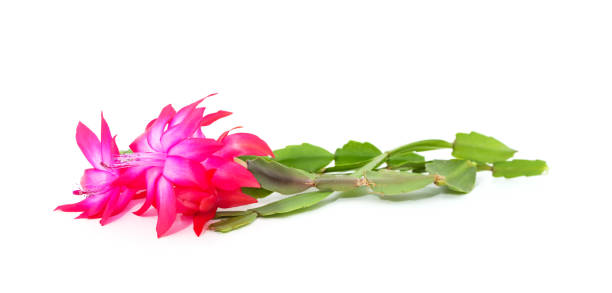 istock Bouquet pink zygocactus. 1357256911