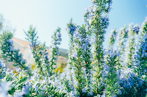 Blooming bushes of blue rosemary against the sky. Close-up. High quality photo