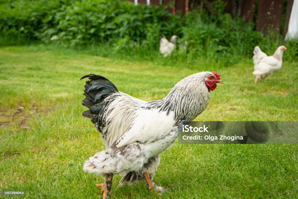 🐔 Granja Gallo Brahma: ¡El compañero plumado que alegra el hogar!