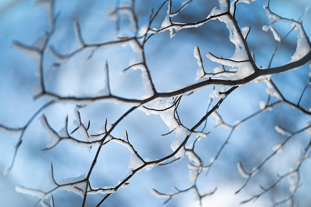 Winter twigs in snow on blue sky background. stock photo