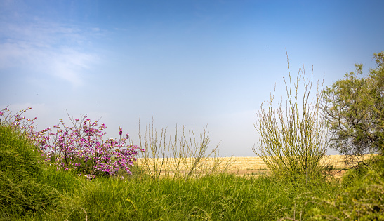 Beautiful view of green grass and bushes with purple flowers and yellow field meet the sky in the horizon with copy space.
