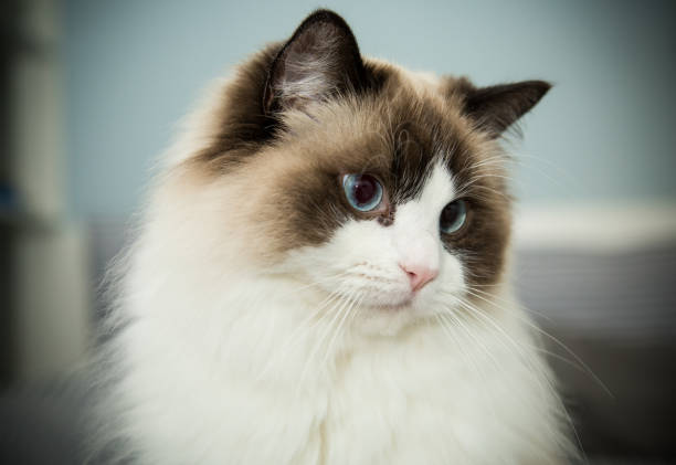 istock Young beautiful purebred Ragdoll cat at home 1357262742