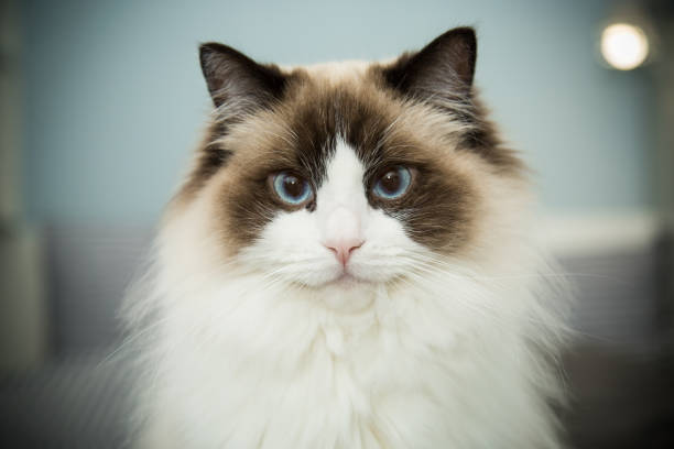 istock Young beautiful purebred Ragdoll cat at home 1357262749