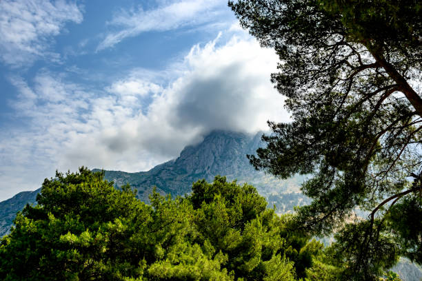 istock Trees against the background of mountains 1357263472