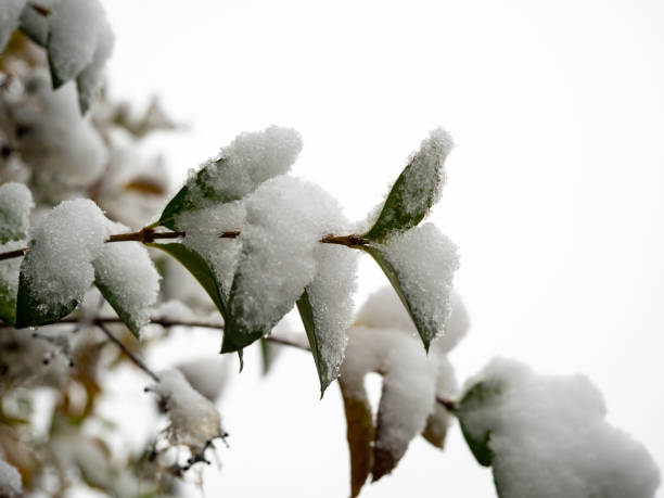 istock Branches of trees in the snow 1357263487