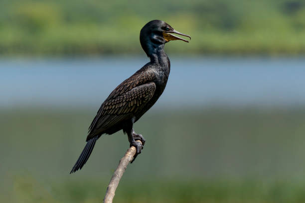 istock Neotropic cormorant (Nannopterum brasilianus), great cormorant is perching on wooden branch. 1357263887