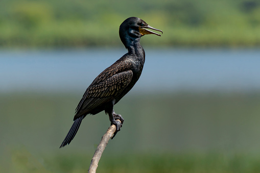 Neotropic cormorant (Nannopterum brasilianus), great cormorant is perching on wooden branch.