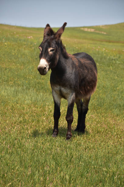 istock Wild Burro in the Mid West 1357266628
