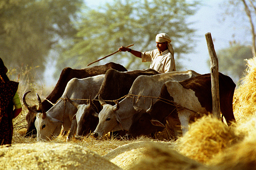 Tribal farm worker drives cattle to thresh wheat, near Chhindwara, Madhya Pradesh, India, India, land of contrasts, colours and sounds from its religious devotions, colourful costumes and dress, picturesque and multicolored landscapes to its multicultural population that clamours in its towns and cities