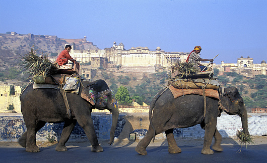 Elephants and mahouts in front of the Amber Fort, Jaipur, Rajasthan, India. Mahouts walk their elephants for feeding with the colourful backdrop of the Amber Fort, or Amer Fort in the capital of Rajasthan - Jaipur, or the Pink City,  where the colours and sounds from its religious devotions, daily bustle, colourful costumes and dress, picturesque and multicolored landscapes add to its multicultural population that fills in the city