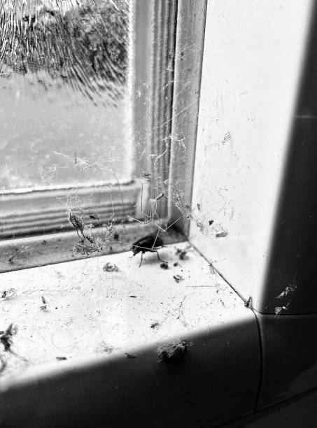 istock The corner of the spider 1357267068