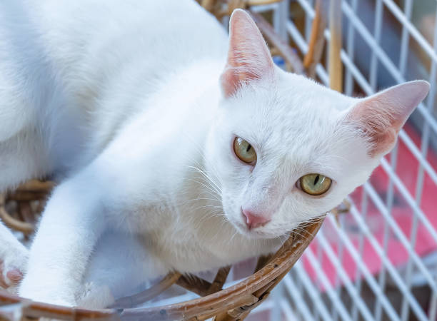 white cat in white cage - katt thai bildbanksfoton och bilder