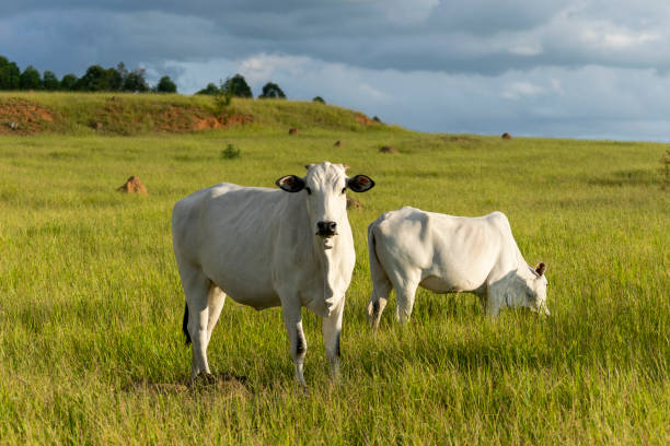 white Nelore cattle in the pasture white Nelore cattle in the pasture calf ranch field pasture stock pictures, royalty-free photos & images