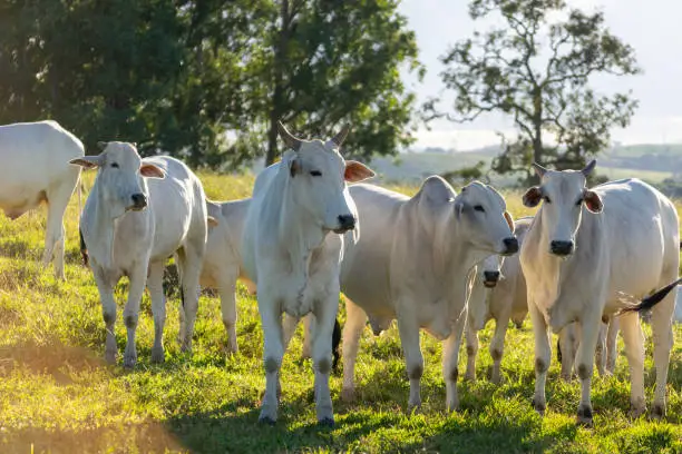 Photo of white Nelore cattle in the pasture