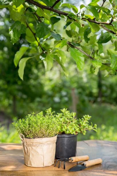 Plants in pot and garden tools on the wooden table, green trees background gardening concept Plants in pot and garden tools on the wooden table, green trees background - gardening concept formal garden flower bed gardening vegetable garden stock pictures, royalty-free photos & images