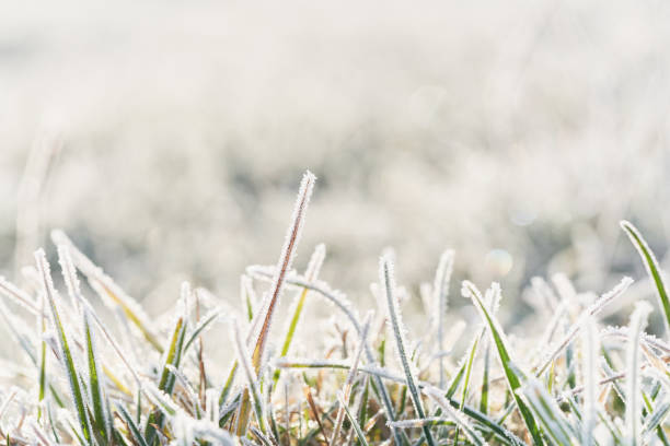 istock Frozen morning grass bright natural background 1357275439
