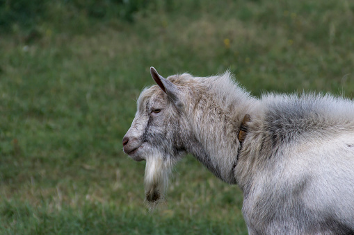 A young goat in the yard hopping.