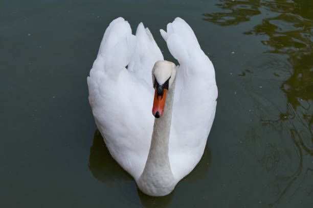 istock Mute swan (Cygnus olor) floting on water 1357275947