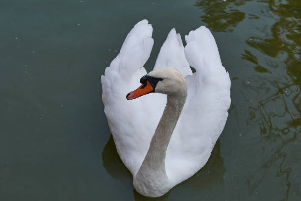 istock Mute swan (Cygnus olor) floting on water 1357275961