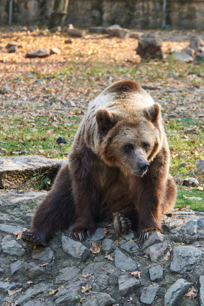 brown bear (Ursus arctos) resting and waiting for food at Zoo