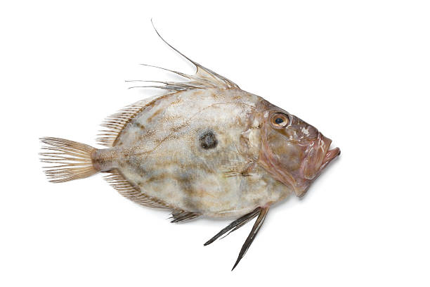 Fresh John Dory fish stock photo