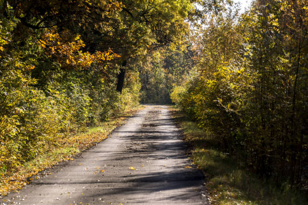 istock The autumn forest road. 1357277252