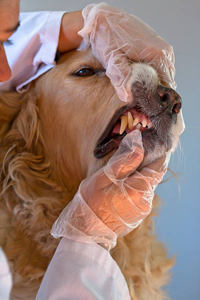 istock Dog with your veterinarian 135727826